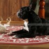 Janissa Floor Mat Entry Door Mat Hall Kitchen Stain-resistant Mat