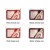 Red Animal Set 